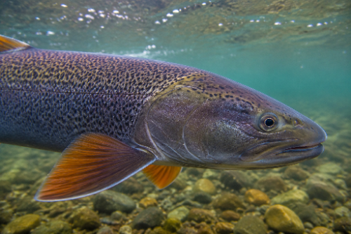 Таймень